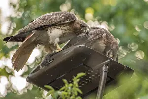 Bird Life Prints: A pair of wild red tailed hawks (Buteo jamaicensis)