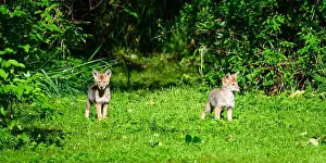 Canis Latrans Prints: Pair of young coyote pups (Canis latrans) watching on edge of meadow