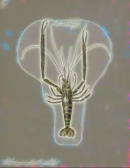 Omnivorous Prints: Palaemon ornatus, Print, Macrobrachium carcinus is a species of freshwater shrimp native to streams