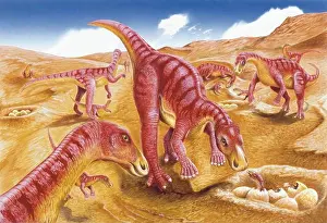 Hatching Prints: Palaeozoology - Cretaceous period - Dinosaurs - Gilmoreosaurus - Art work