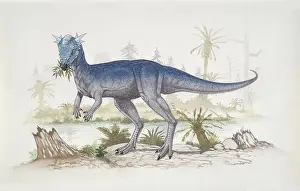 Dinosaur Prints: Palaeozoology - Cretaceous Period - Dinosaurs - Stygimoloch
