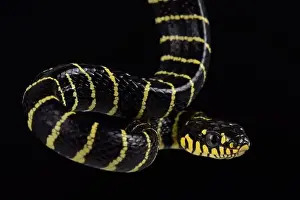 Tree Snake Prints: Palawan Gold-ringed Cat Snake(Boiga dendrophila multicincta)