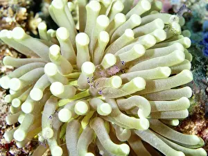 Stone Corals Prints: A pale green anemone mushroom coral (Heliofungia actiniformis) on the seabed in an underwater environment