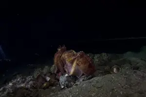 Scuba Diver Prints: Two pale Octopus breeding on outer reef of pier