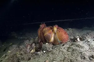 Scuba Diver Prints: Two pale octopus mating