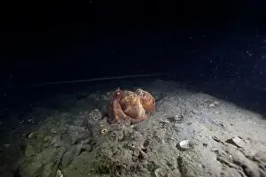 Scuba Diver Prints: Two Pale octopus mating