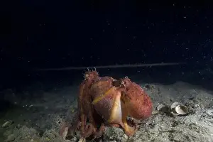 Scuba Diver Prints: Two Pale octopus mating