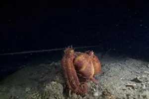 Scuba Diver Prints: Two Pale octopus mating