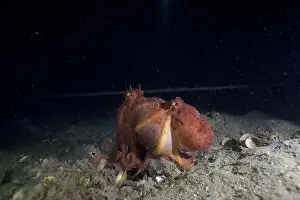 Scuba Diver Prints: Two Pale octopus mating