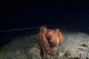 Scuba Diver Prints: Two Pale octopus mating