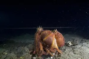 Scuba Diver Prints: Two Pale octopus mating