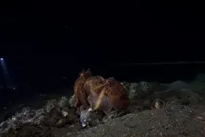 Scuba Diver Prints: Two pale octopus mating on outer reef