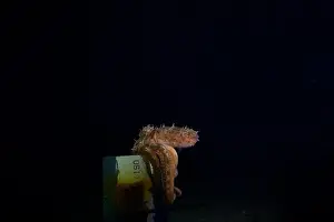 Scuba Diver Prints: Pale Octopus at Night time at Mornington Pier outer reef