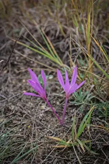 Pink Flower Prints: Pale pink flowers of sand saffron (latin name Colchicum arenarium) in Kladovo Sands (Kladovska pescara)