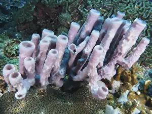 Spongia Prints: Pale purple big tube sponge (Haliclona (Reniera) fascigera) rises from the seascape