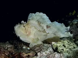 Scorpaenidae Prints: Pale reef fish, rocking fish (Taenianotus triacanthus)