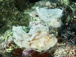 Scorpionfishes Prints: Two pale rocking fish (Taenianotus triacanthus) lying next to each other in the coral reef