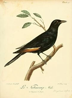 Images Dated 23rd November 2023: Pale-winged starling, 18th century illustration