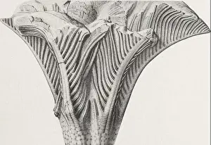 Fossils Prints: This paleontological study explores the Devonian crinoids found in New York State