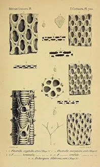 Cylindrical Prints: Paléontologie française Paris Chez l'auteur 1840-1894 France Paleontology Jurassic Tertiary Cretaceous Paleobotany