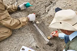 Evidence Prints: two paleontologists extract fossilized bone from the ground in the desert