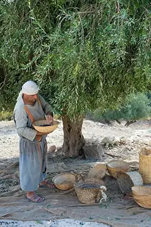 Palestinian Prints: Palestinian farmer harvesting olive tree in Nazareth Village