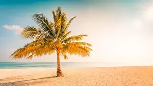 Palm on the beach, sunny day at the beach, calm landscape of seashore, tranquil tropical nature