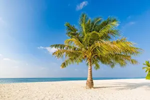 Palm on the beach, sunny day at the beach, calm landscape of seashore, tranquil tropical nature