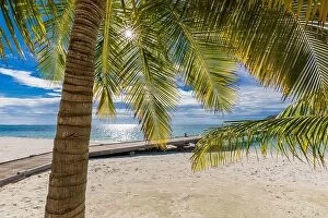 Images Dated 25th May 2019: Palm leaves in the sun calm tropical beach landscape. Relaxing palms on the sunny beach of coral