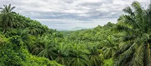 Commodity Prints: Palm Oil Plantation Adjacent to Tabin Wildlife Reserve, Borneo, Malaysia