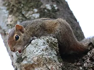 Wild Life Prints: Palm squirrel resting on a tree trunk in Sri Lanka