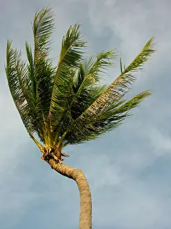 Bent Prints: Palm tree with bent trunk fronds blowing in wind