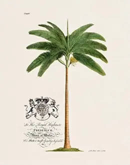 Victorian Style Prints: Palm Tree. Botanical illustration from the 18th century by Ehret