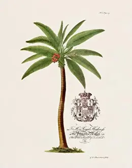 Plant Stem Prints: Palm Tree. Botanical illustration from the 18th century by Ehret