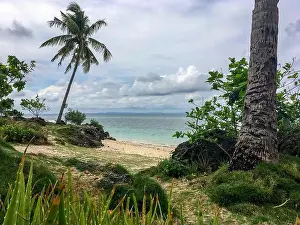 Ecoregion Prints: a palm tree on a dirt path next to a body of water