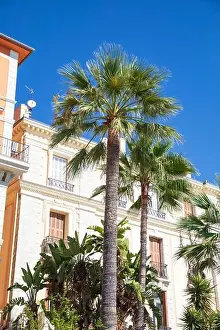 Cote Dazur Prints: Palm tree on Promenade du Soleil, Menton, France