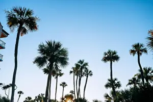 South Carolina Prints: palm trees and blue morning sky on Hilton Head Island