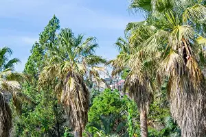 Palmtree Prints: Palm trees and blue sky in the Sochi city, Russia