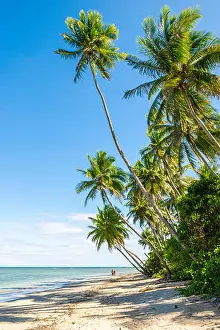 Bahia Prints: Palm trees cast shadows on rustic remote tropical Brazilian island beach in Bahia