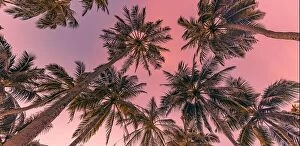 Images Dated 2nd February 2022: Palm trees with colorful sunset sky. Exotic tropical nature pattern, low point of view landscape
