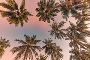 Images Dated 2nd February 2022: Palm trees with colorful sunset sky. Exotic tropical nature pattern, low point of view landscape