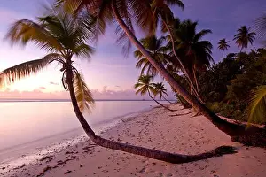 Waters Edge Prints: Palm trees line a beautiful beach in Tobago; Pigeon Point, Tobago, Trinidad and Tobago
