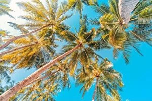 Images Dated 5th January 2017: Palm trees with sky in the background. Vacation under a palm tree on the shore of the island under