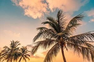 Images Dated 6th January 2017: Palm trees with sky in the background. Vacation under a palm tree on the shore of the island under