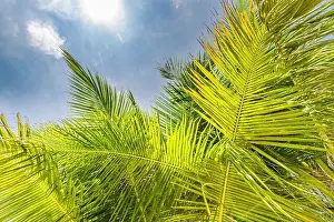Day Spring Prints: Palm trees with sky in the background
