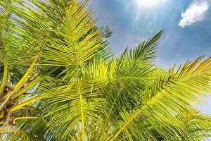 Palm trees with sky in the background. Vacation under a palm tree on the shore of the island under a blue sky in the tropics, artistic nature view