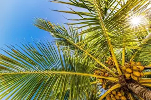 Palm trees with sky in the background. Vacation under a palm tree on the shore of the island under a blue sky in the tropics, artistic nature view