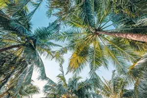 Palm trees under soft blue sky. Tropical jungle pattern, nature view from low point of view. Green nature, tropical foliage, exotic landscape