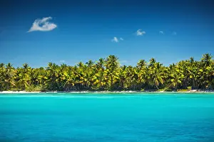 Punta Prints: Palm trees on the tropical beach, Dominican Republic