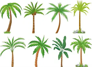 Palm trees. Tropical tree green leaves, beach palms and retro california greenery isolated vector set